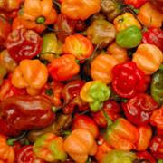 Scotch Bonnet Peppers