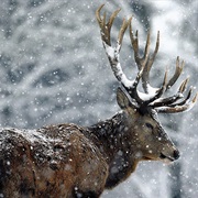 How Do Different Animals Survive During Winter