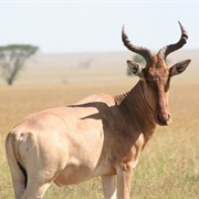 Tora Hartebeest