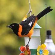 Campo Troupial (Icterus Jamacaii)