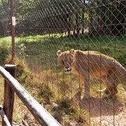 Blantyre Zoological Gardens, Malawi