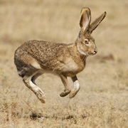 Black-Tailed Jackrabbit