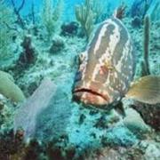 Bloody Bay Wall, Little Cayman, Cayman Islands