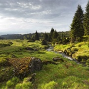 Sumava / Bavarian Forest NP, Czech / Germany