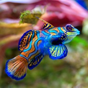 Mandarinfish