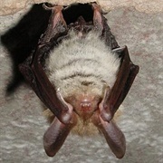 Bechstein's Bat
