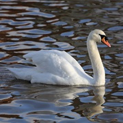Mute Swan (Denmark)