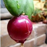 Climbing Cacti (Epiphyllum)