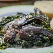 Mozambique Tilapia (Mozambique Tilapia)