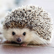 Have a Pet Hedgehog