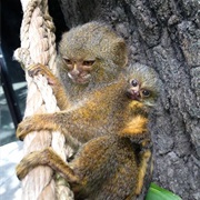 Pygmy Marmoset