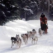 Sled Dog Ride