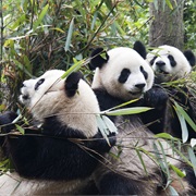 Giant Panda Breeding Research Base, Chengdu