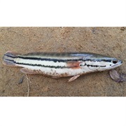 Giant Snakehead / Giant Mudfish / Red or Redline Snakehead