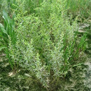 Herbaceous Seepweed (Suaeda Maritima)