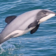 Hector's Dolphin