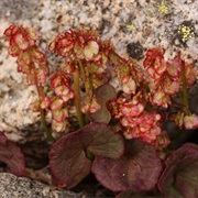 Mountain Sorrel (Oxyria Digyna)
