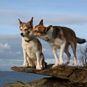 Norwegian Lundehund