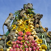 Attend Monkey Buffet in Lopburi