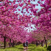 TV Asahi Cherry Blossom Alley, Berlin