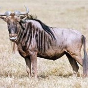 Wildebeest