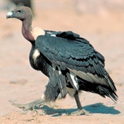 White-Rumped Vulture