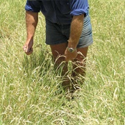 Barley Mitchell Grass (Astrebla Pectinata)