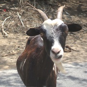 Feral Goat