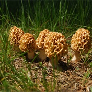 Morels