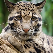 Clouded Leopard