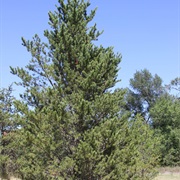 Jack Pine Tree
