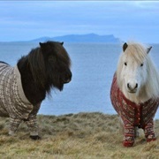 Visit Iceland's Ponies