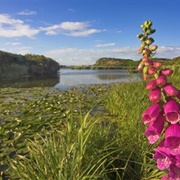 Valley Wetlands