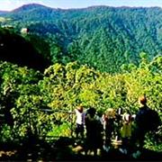 Eungella National Park (QLD)