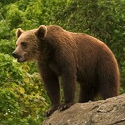 Golija-Studenica Bio Reserve, Serbia