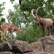 Siberian Ibex