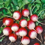 Radishes