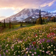 Mount Rainier National Park, Washington