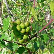Skunkbush Sumac (Rhus Trilobata)