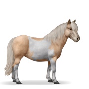 Shetland - Palomino Tobiano