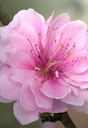 Mukokuseki No Otoko: Chi No Shukaku (1997)