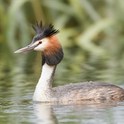 Great Crested Grebe