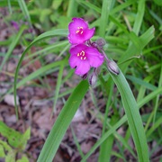 Virginia Spiderwort (Tradescantia Virginiana)