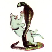 Les Savy Fav - The Cat and the Cobra