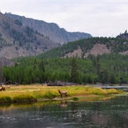 Yellowstone National Park (MT)