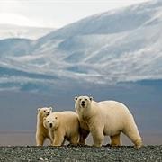 Wrangel Island, Russia