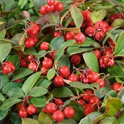 Gaultheria