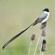 Fork-Tailed Flycatcher (Tyrannus Savana)