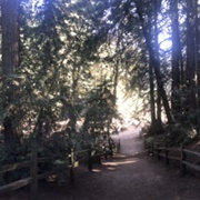 Reinhardt Regional Redwoods, Oakland