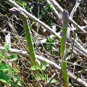 Wild Asparagus